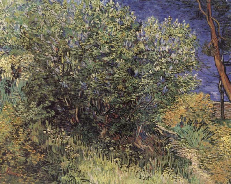Vincent Van Gogh The Bush oil painting image
